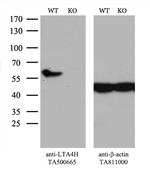 LTA4H Antibody in Western Blot (WB)