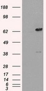 LTA4H Antibody in Western Blot (WB)