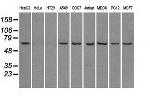 LTA4H Antibody in Western Blot (WB)