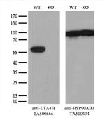 LTA4H Antibody in Western Blot (WB)