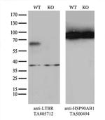 LTBR Antibody in Western Blot (WB)