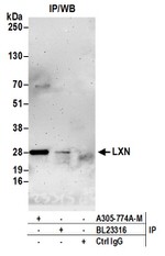 LXN Antibody in Immunoprecipitation (IP)