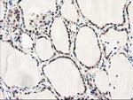 LXN Antibody in Immunohistochemistry (Paraffin) (IHC (P))