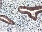 LXN Antibody in Immunohistochemistry (Paraffin) (IHC (P))