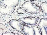 LXN Antibody in Immunohistochemistry (Paraffin) (IHC (P))