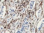 LXN Antibody in Immunohistochemistry (Paraffin) (IHC (P))