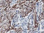 LXN Antibody in Immunohistochemistry (Paraffin) (IHC (P))