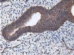 LXN Antibody in Immunohistochemistry (Paraffin) (IHC (P))