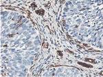 LXN Antibody in Immunohistochemistry (Paraffin) (IHC (P))