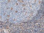 LXN Antibody in Immunohistochemistry (Paraffin) (IHC (P))