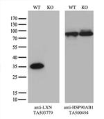 LXN Antibody