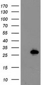 LXN Antibody in Western Blot (WB)