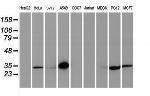 LXN Antibody in Western Blot (WB)