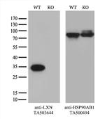 LXN Antibody in Western Blot (WB)