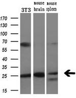 LXN Antibody in Western Blot (WB)