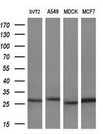 LXN Antibody in Western Blot (WB)