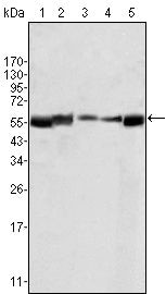 Lyn Antibody in Western Blot (WB)