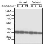 LDHA Antibody in Western Blot (WB)