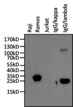 Human Lambda Light Chain Secondary Antibody in Western Blot (WB)