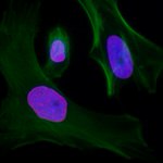 Lamin-A Antibody in Immunocytochemistry (ICC/IF)