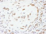 Lamin-A Antibody in Immunohistochemistry (IHC)