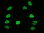 Lamin A Antibody in Immunocytochemistry (ICC/IF)