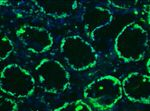 Lamin B1 Antibody in Immunohistochemistry (Frozen) (IHC (F))