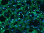 Lamin B2 Antibody in Immunohistochemistry (Frozen) (IHC (F))