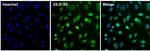 Lamin B2 Antibody in Immunocytochemistry (ICC/IF)