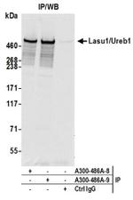 Lasu1/Ureb1 Antibody in Western Blot (WB)