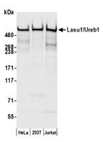 Lasu1/Ureb1 Antibody in Western Blot (WB)