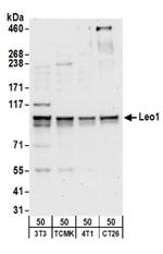 Leo1 Antibody in Western Blot (WB)