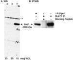 Leo1 Antibody in Western Blot (WB)