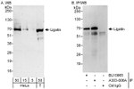 Ligatin Antibody in Western Blot (WB)