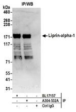 Liprin-alpha-1 Antibody in Western Blot (WB)