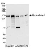 Liprin-alpha-1 Antibody in Western Blot (WB)