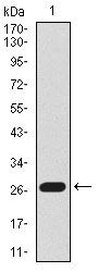 Lplunc1 Antibody in Western Blot (WB)