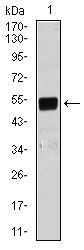 Lplunc1 Antibody in Western Blot (WB)