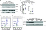 Ly-6A/E (Sca-1) Antibody in Western Blot (WB)