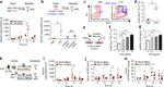 Ly-6A/E (Sca-1) Antibody in Flow Cytometry (Flow)