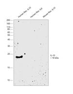 IL-10 Antibody in Western Blot (WB)