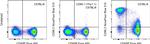 CD90.2 (Thy-1.2) Antibody in Flow Cytometry (Flow)