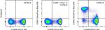 CD90.2 (Thy-1.2) Antibody in Flow Cytometry (Flow)