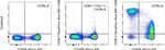 CD90.2 (Thy-1.2) Antibody in Flow Cytometry (Flow)