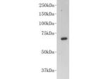 BSA Antibody in Western Blot (WB)