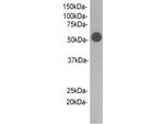 Rabbit IgG Heavy chain (Fc fragment) Antibody in Western Blot (WB)