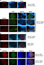 mCherry Antibody in Immunocytochemistry (ICC/IF)