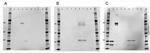 mCherry Antibody in Western Blot (WB)