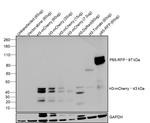 mCherry Antibody in Western Blot (WB)