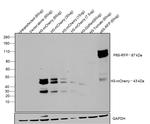 mCherry Antibody in Western Blot (WB)